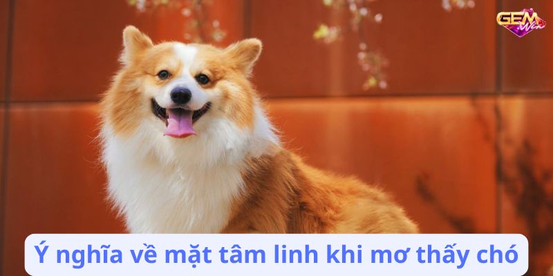 mo thay cho 1 Ý nghĩa về mặt tâm linh khi mơ thấy chó