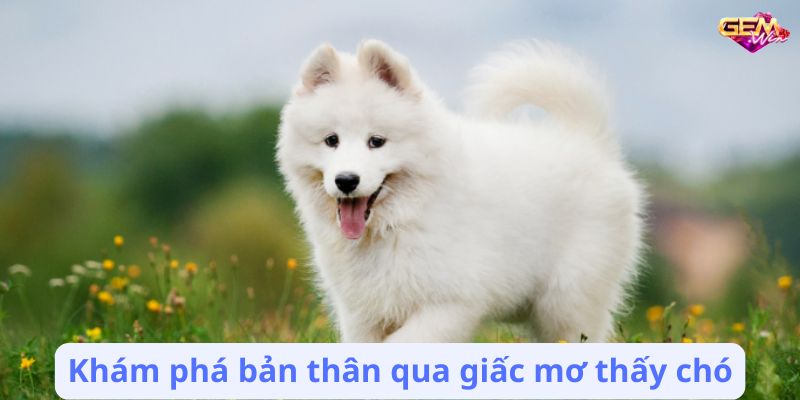 Mơ Thấy Chó: Điềm Báo Tốt Hay Xấu? 5 mo thay cho 3